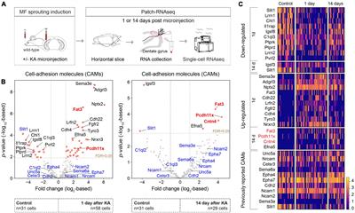 Pcdh11x controls target specification of mossy fiber sprouting